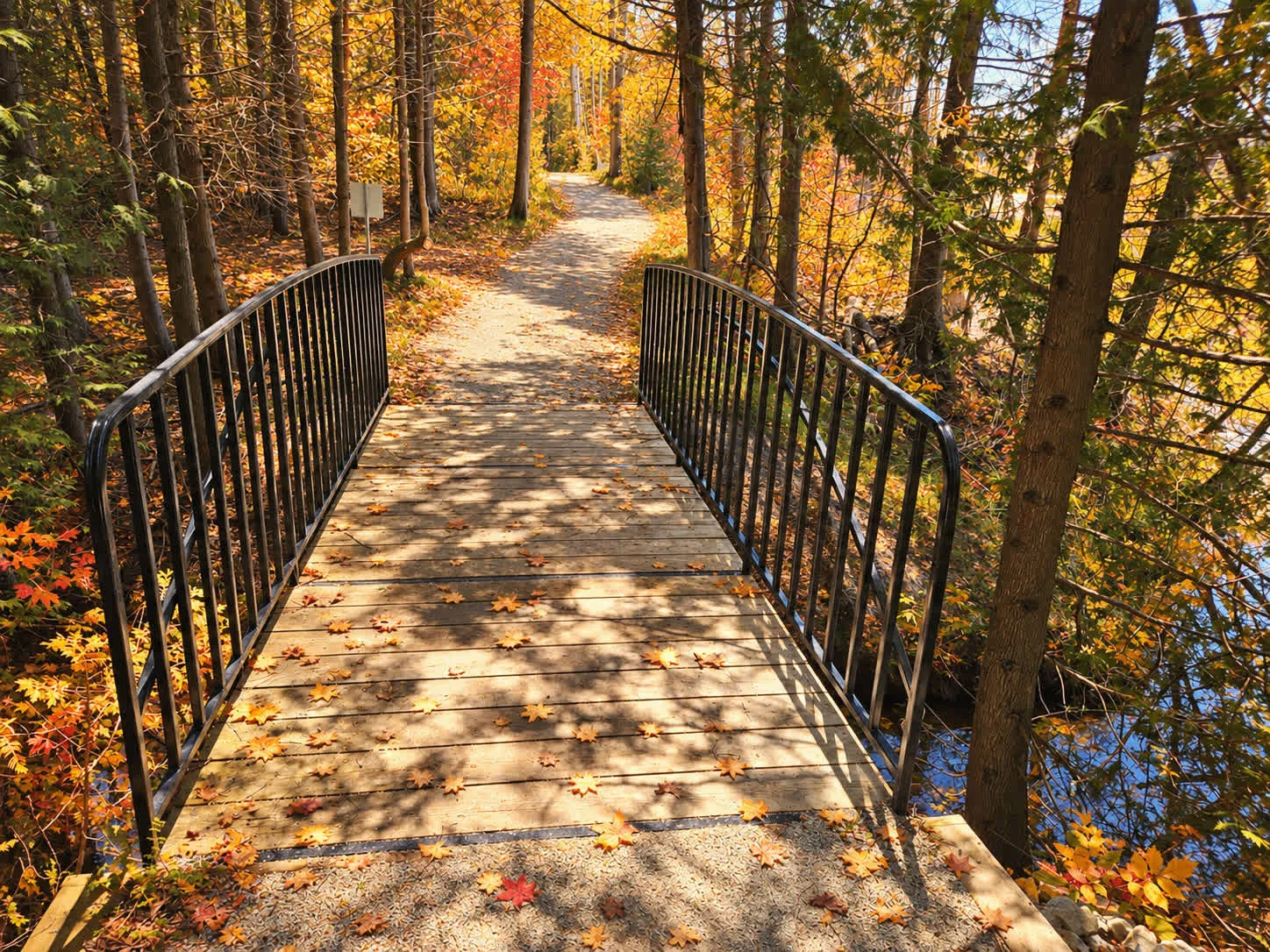 A trail footbridge through woods in autumn colour